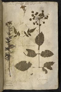 MS 78334 f.3r 説明付きの乾燥植物標本を追加、「Hortus Hyemalis」から、John Evelyn 作 作： English School
