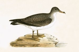 アルジェリアシネラスシアーウォーター、チャールズロバートブリー（1811-86）による「イギリス諸島では観察されないヨーロッパの鳥の歴史」のイラスト、1867年発行 作： English School