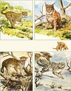 あらゆる種類の大きな猫 作： English School