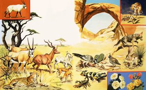 あらゆる種類の砂漠の生き物 作： English School
