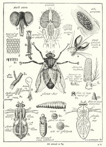All about a Fly（彫刻 作： English School