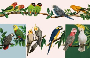 ワンス・アポン・ア・タイム」の挿絵「いろいろなかわいいオウムたち