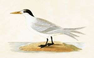 チャールズロバートブリー（1811-86）による「イギリス諸島では観察されなかったヨーロッパの鳥の歴史」のイラスト、1867年に出版された同盟国アジーン