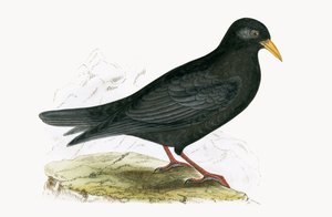 チャールズロバートブリー（1811-86）による「イギリス諸島では観察されないヨーロッパの鳥の歴史」からのイラスト、1867年出版のアルパインチャフ 作： English School