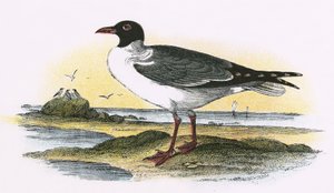 アメリカの笑いカモメ