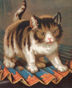 野心的な猫 (カラーリソ) 作： English School