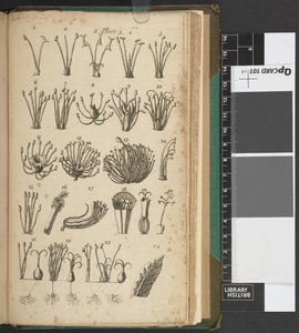 その科学の理論の説明と、リンネの作品から抽出されたその専門用語の解釈を含む植物学の紹介...」、カール・フォン・リンネ 作： English School