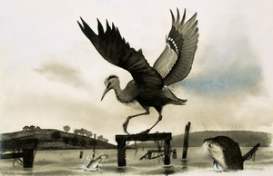 カワウソがサギを見る 作： English School