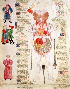 解剖図（ジョン・アーダーン著『De arte phisicali e de cirurgia』より