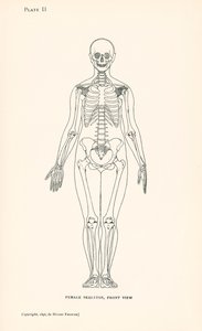 解剖学女性骨格、正面像（リトグラフ） 作： English School