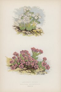 Androsace Villosa; Saxifraga Oppositefolia (カラーリソ) 作： English School