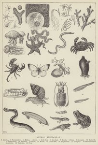 動物界（彫刻 作： English School