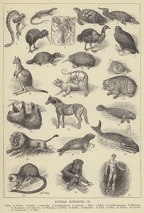 動物界（彫刻 作： English School