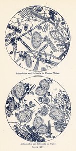 水中の動物とインフゾリア（カラーリトグラフ） 作： English School