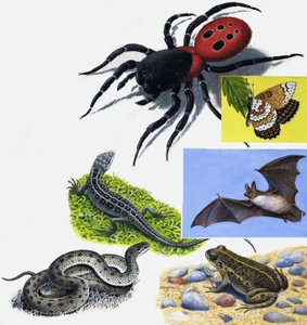 動物のモンタージュ 作： English School