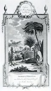 マラニャンの動物、Moores Voyages and Travels、1778年のイラスト 作： English School