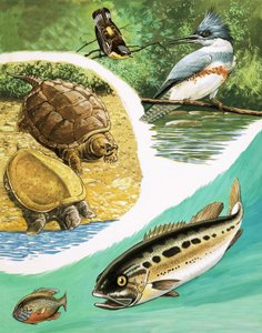 カナダで見つけるかもしれない動物 作： English School