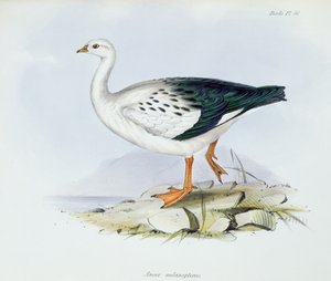Anser Melanopterus、The Zoology of the Voyage of HMS Beagle 1832-36、Charles Darwin（1809-92）、1840 作： English School