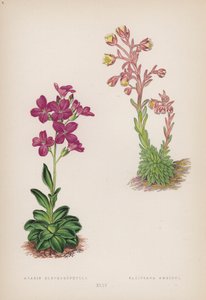 Arabis Blepharophylla; Saxifraga Ambigua (カラーリトグラフ) 作： English School