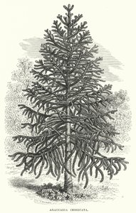 Araucaria Imbricata (彫刻) 作： English School