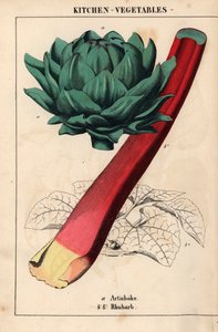 アーティチョークのハートと深紅のルバーブ   、「教育的な絵本、または野菜の世界からの教訓」[シャーロット・メアリー・ヤング]、エジンバラより 作： English School