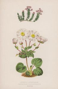 Asperula Arcadiensis; Ranunculus Parnassifolius（カラーリトグラフ） 作： English School