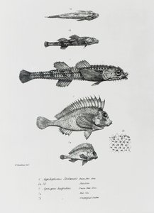 Aspidophorus ChiloensisとAgriopus Hispidus、プレート7、チャールズダーウィン著「HMSビーグルの航海の動物学、1832-36」 作： English School