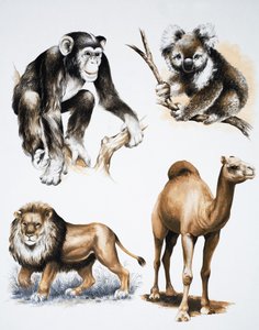 盛り合わせ動物 作： English School