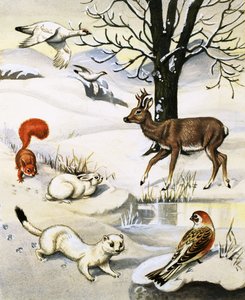 冬の盛り合わせ動物 作： English School