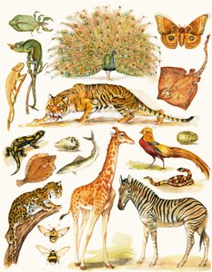 着色が魅力的な各種動物