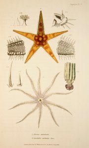 Asterias aurantiaca と Comatula carinata、パブ。 1833年手彩色彫刻。 作： English School