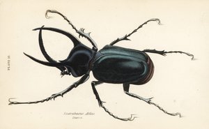 アトラス・ビートル（Chalcosoma atlas）（Scarabaeus atlas 作： English School