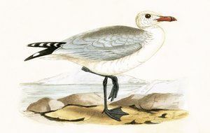 オードウィンのカモメ、チャールズロバートブリー（1811-86）による「イギリス諸島では観察されないヨーロッパの鳥の歴史」のイラスト、1867年発行