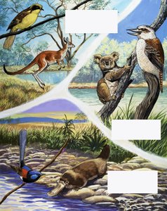 オーストラリアの動物のモンタージュ 作： English School