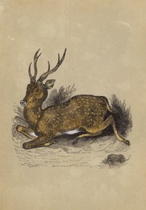 Axis Deer（カラーリトグラフ 作： English School