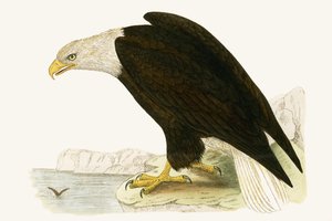 白頭ワシ、チャールズロバートブリー（1811-86）による「イギリス諸島では観察されないヨーロッパの鳥の歴史」のイラスト、1867年発行 作： English School