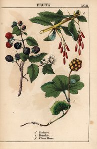 メギ、ブランブル、クラウドベリーの果実   、「教育的な絵本、または野菜の世界からの教訓」[シャーロット・メアリー・ヤング]、エジンバラより 作： English School