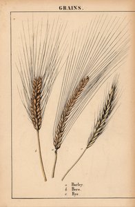 大麦、麦芽、ライグラス  、「教育的な絵本、または野菜の世界からの教訓」[シャーロット・メアリー・ヤング]、エジンバラより