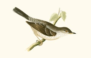 バードワーブラー、チャールズロバートブリー（1811-86）による「イギリスの島々では観察されないヨーロッパの鳥の歴史」のイラスト出版1867 作： English School