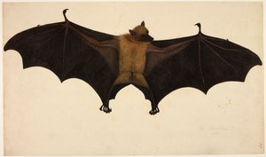 フランシス・ブキャナン・コレクションのバット、1804年頃（紙に水彩とグワッシュ） 作： English School