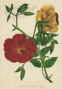Bignonia Grandiflora (クロモリソ) 作： English School