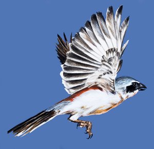 翼の鳥 作： English School