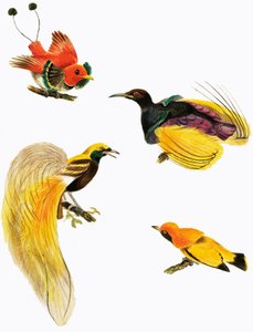 楽園の鳥