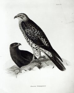 チャールズダーウィンによる「HMSビーグルの航海の動物学、1832-36」の猛禽、プレート2 作： English School