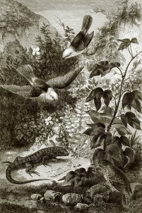 鳥、爬虫類、植生