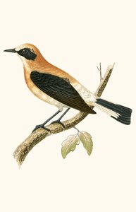 チャームロバートブリー（1811-86）による「イギリスの島々では観察されないヨーロッパの鳥の歴史」からのイラスト、1867年に公開された黒穂小麦（カラーリソ） 作： English School