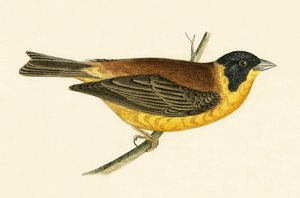 黒い頭のホオジロ、チャールズロバートブリー（1811-86）による「イギリス諸島で観察されないヨーロッパの鳥の歴史」からのイラスト、1867年公開
