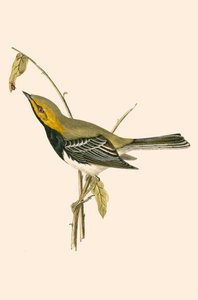 チャールズロバートブリー（1811-86）による「イギリス諸島では観察されなかったヨーロッパの鳥の歴史」のイラストであるブラックスローワーブラー