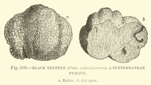 黒トリュフ（Tuber melanospermum）;地下菌