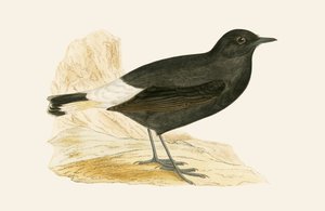 チャールズロバートブリー（1811-86）による「イギリス諸島では観察されないヨーロッパの鳥の歴史」からのイラスト 作： English School